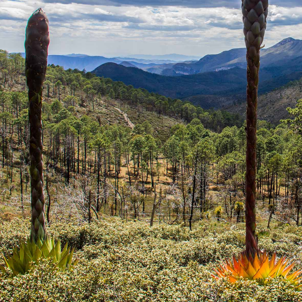 Dulce Momento Montana