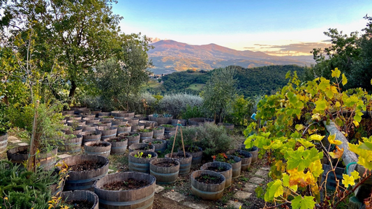 Terralsole Vineyards