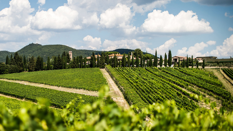 PRE-SALE TUSCAN & BORDEAUX