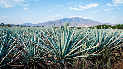 Tequila & Agave Spirits